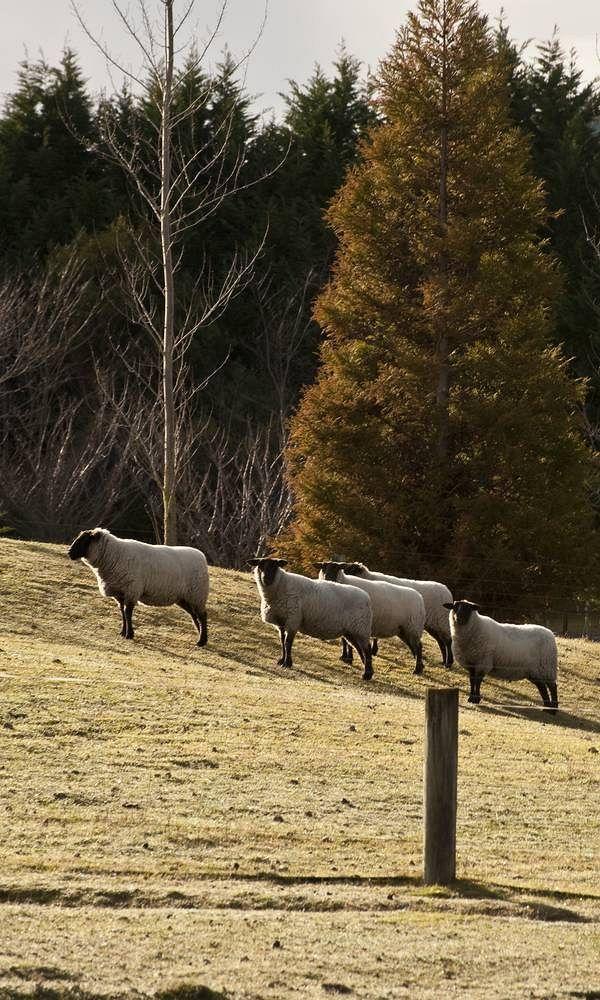 ワカイポ ロッジ タウポ エクステリア 写真